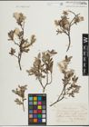 Foto von Salix lapponum L. x Salix repens L.